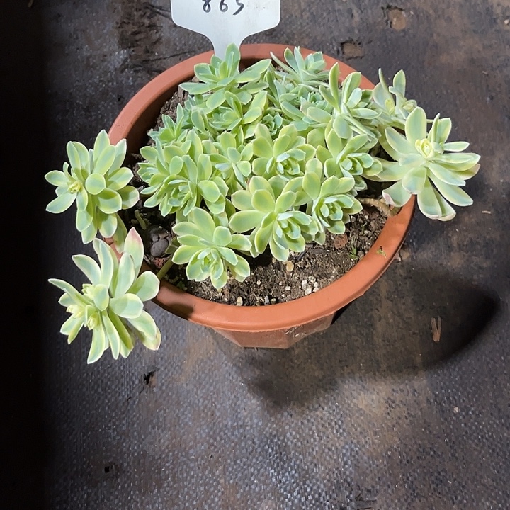 棉***糖0000000000000000000865