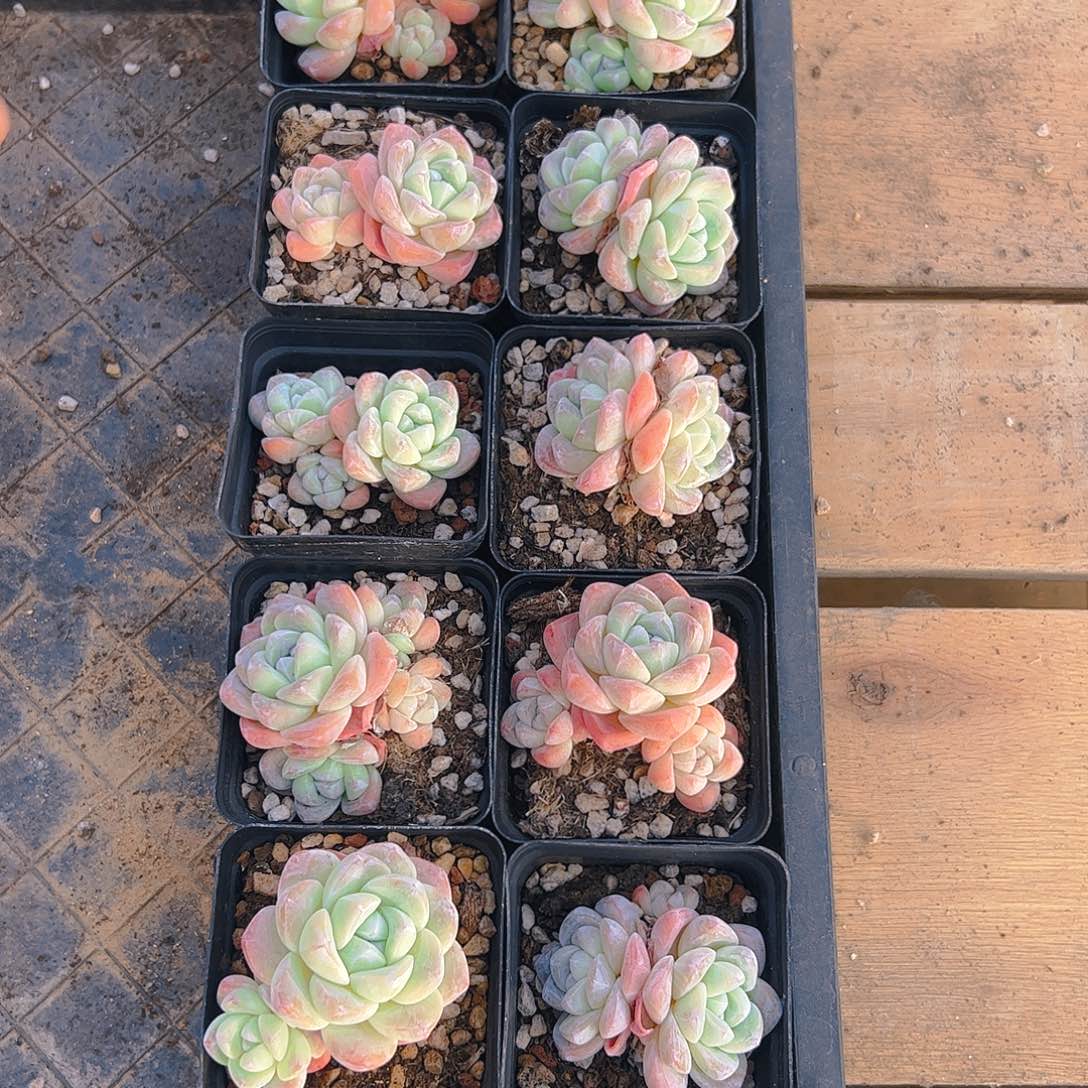 冰玉十颗556号（不包整）