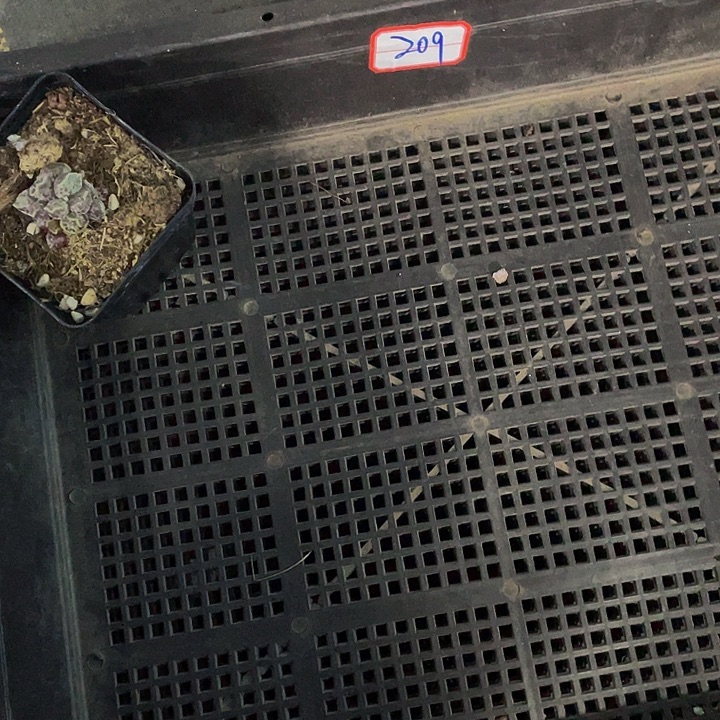 一***糖209号筐带盆土发货