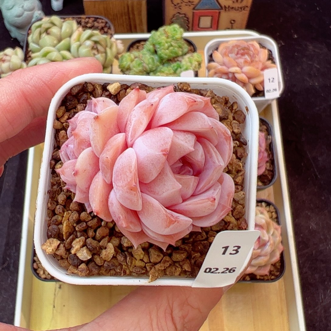 好看没名字13、哈哈