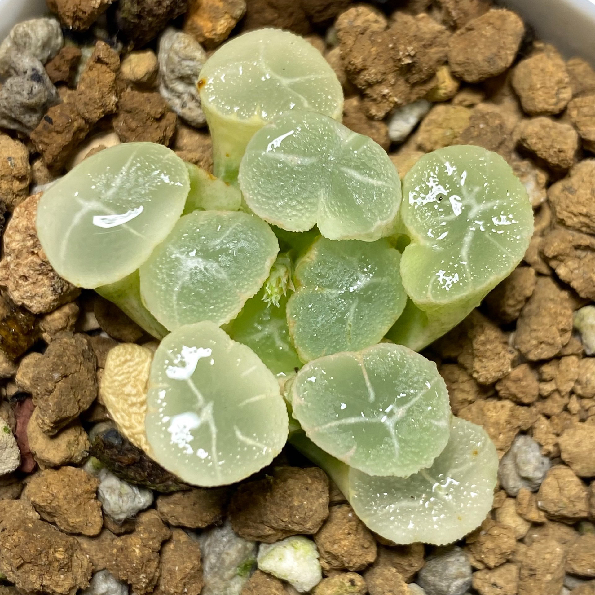 带盆土发货万象十二卷多肉植物适合办公室阳台种植