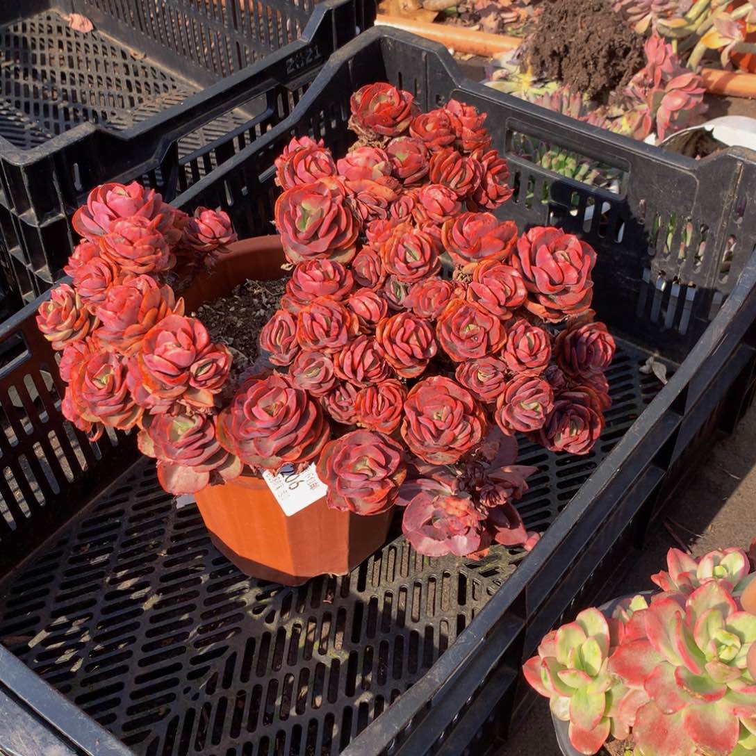 成*1206秀妍多肉