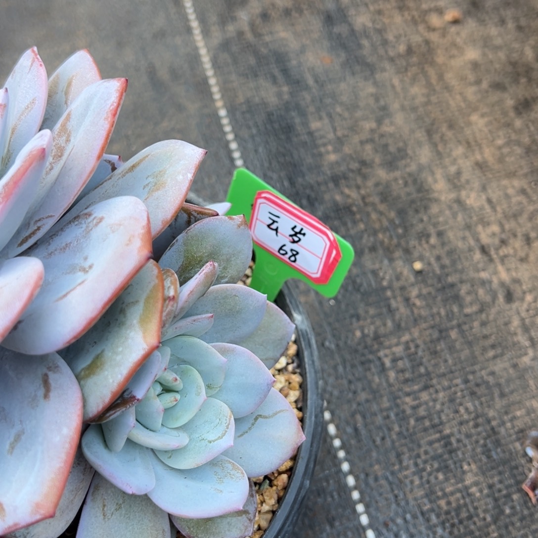 云***春云岁68。                