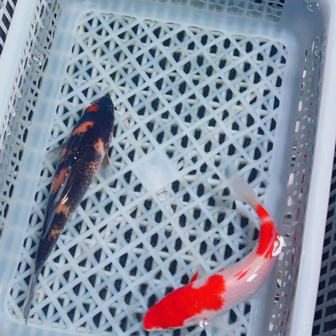 锦鲤锦鲤观赏鱼1111