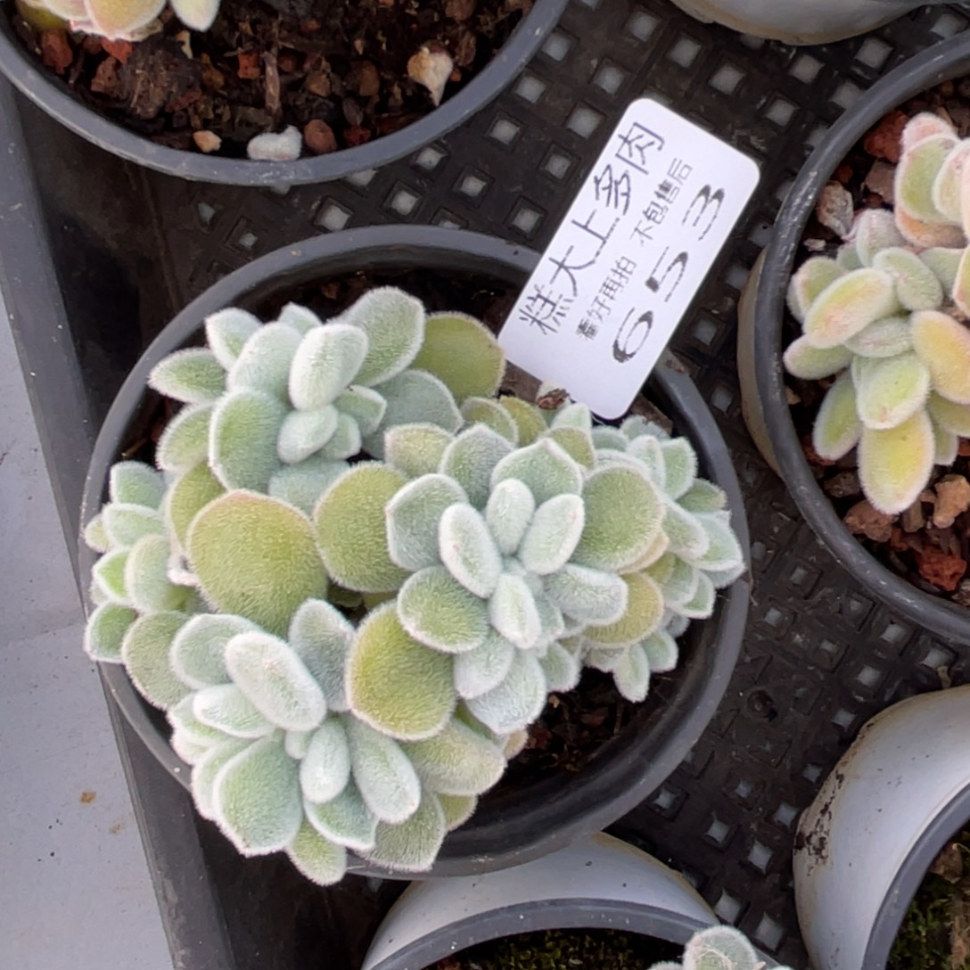 糕大上多肉植物653