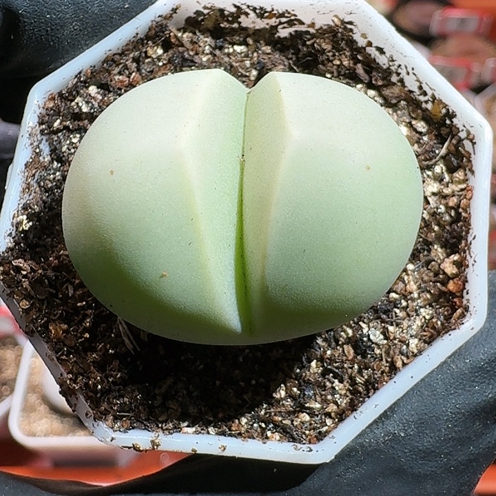 生石花111111111。 593