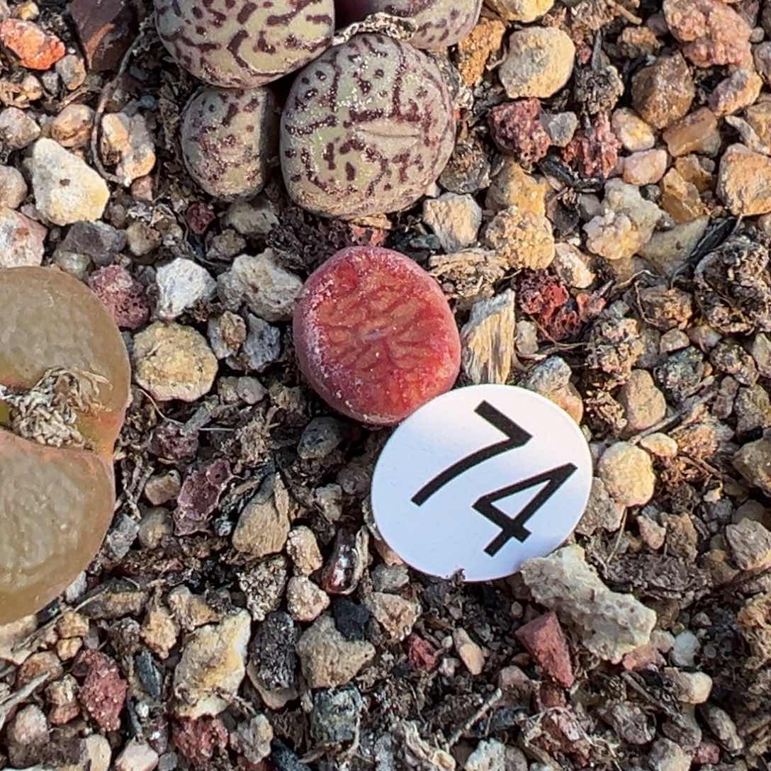 多肉植物1111111111111