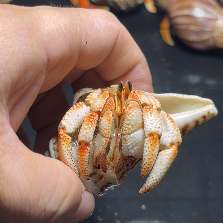 拽***炜毛球2.7口径原价220