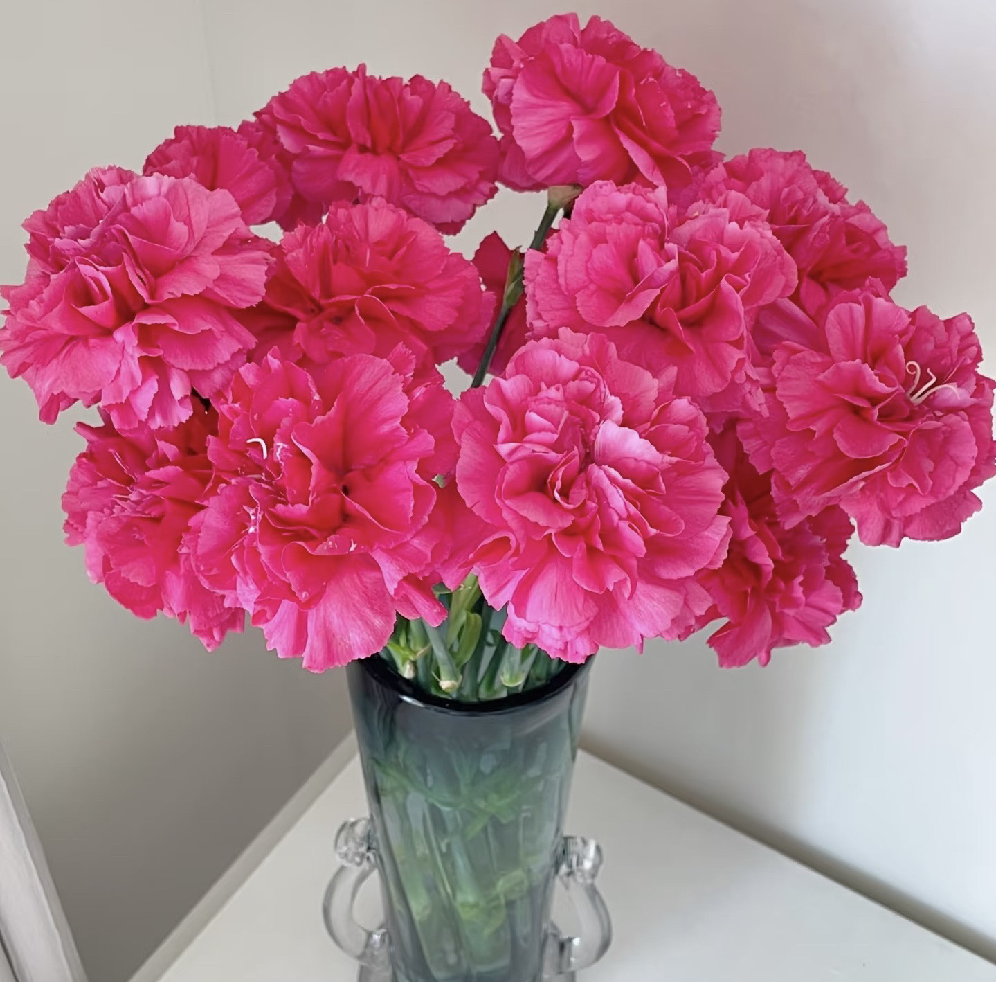 弗洛伊德高级玫红色单头康乃馨20支（16+4防损耗）昆明鲜花直供