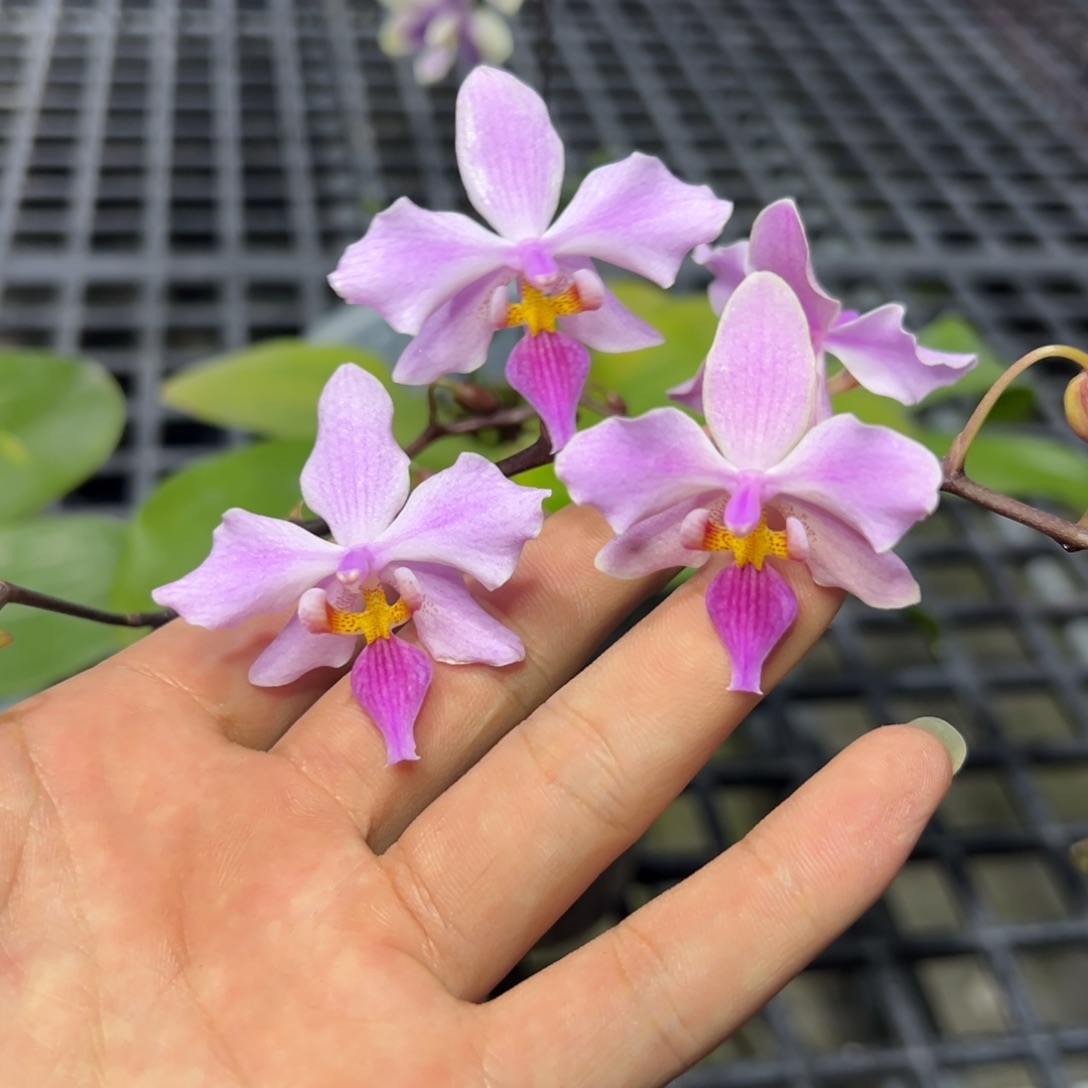 完全开放l310三寸ys1156