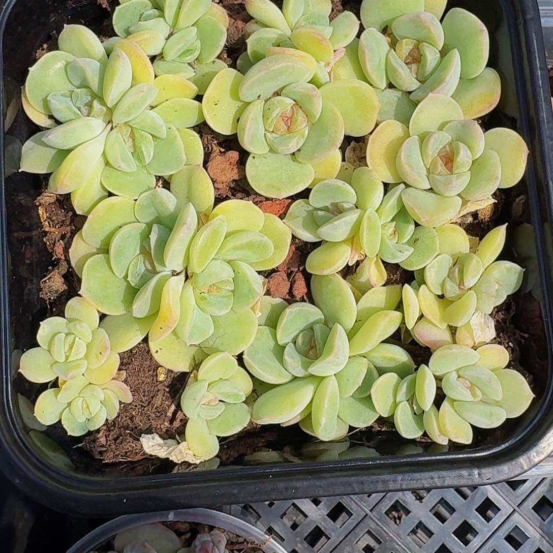 多肉植物多肉植物387