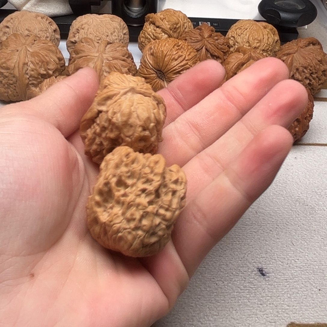 文玩核桃手把件亿核呜呜