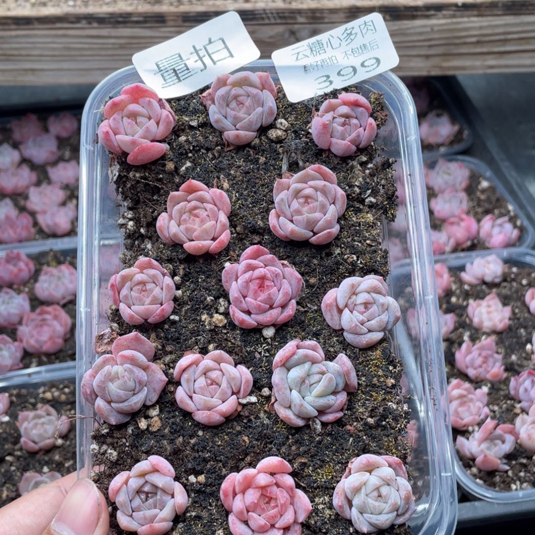 云糖心多肉植物399