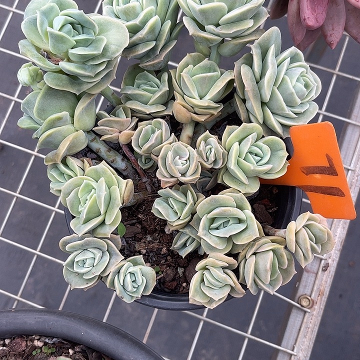 两单包邮，炸福利散71