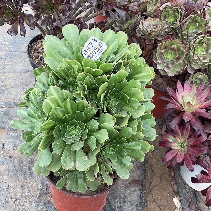 373翡翠琉璃多肉法师