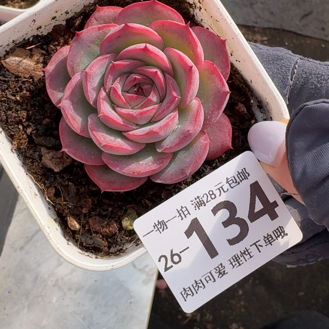 侧影无盆土发货无