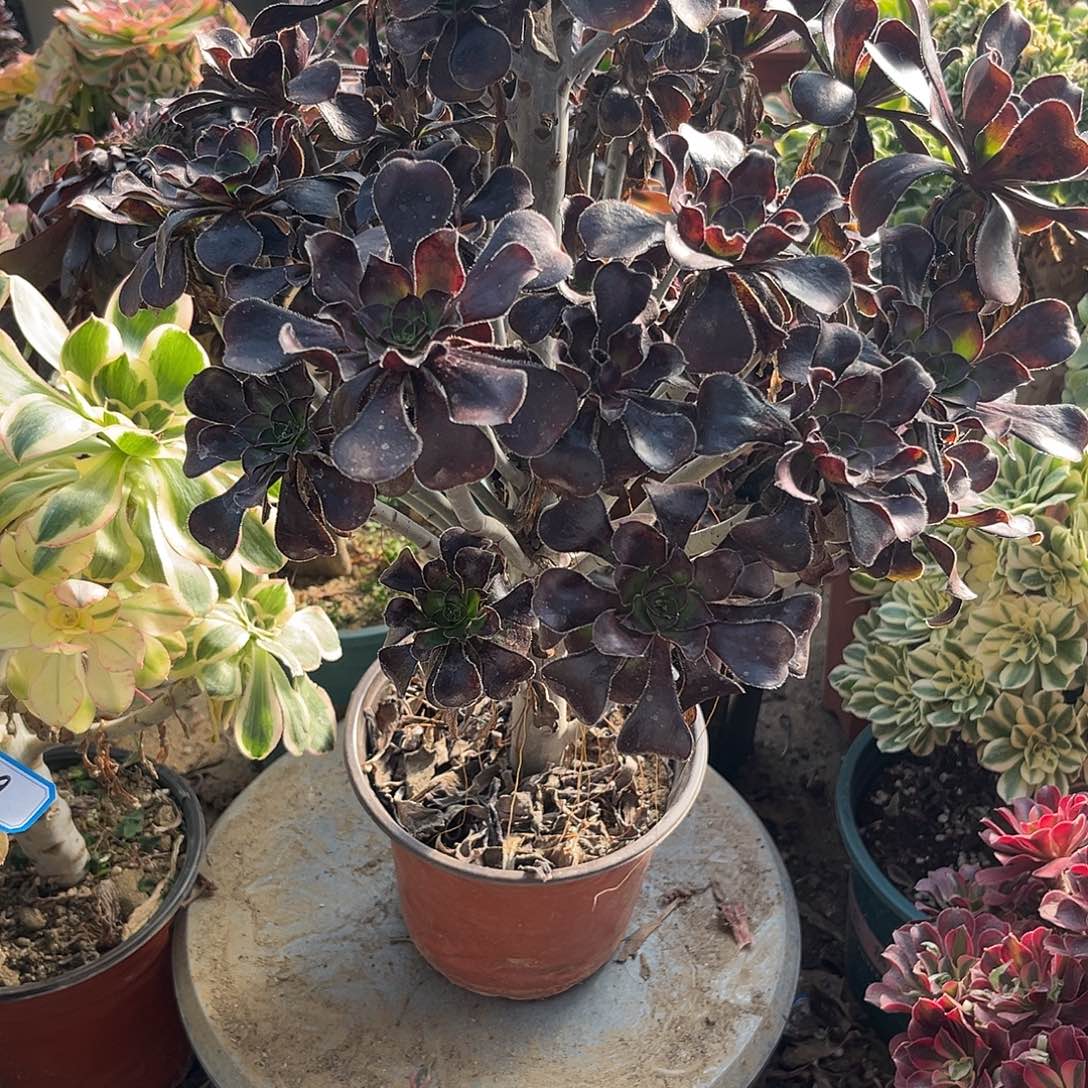 10黑圆叶法师多肉植物