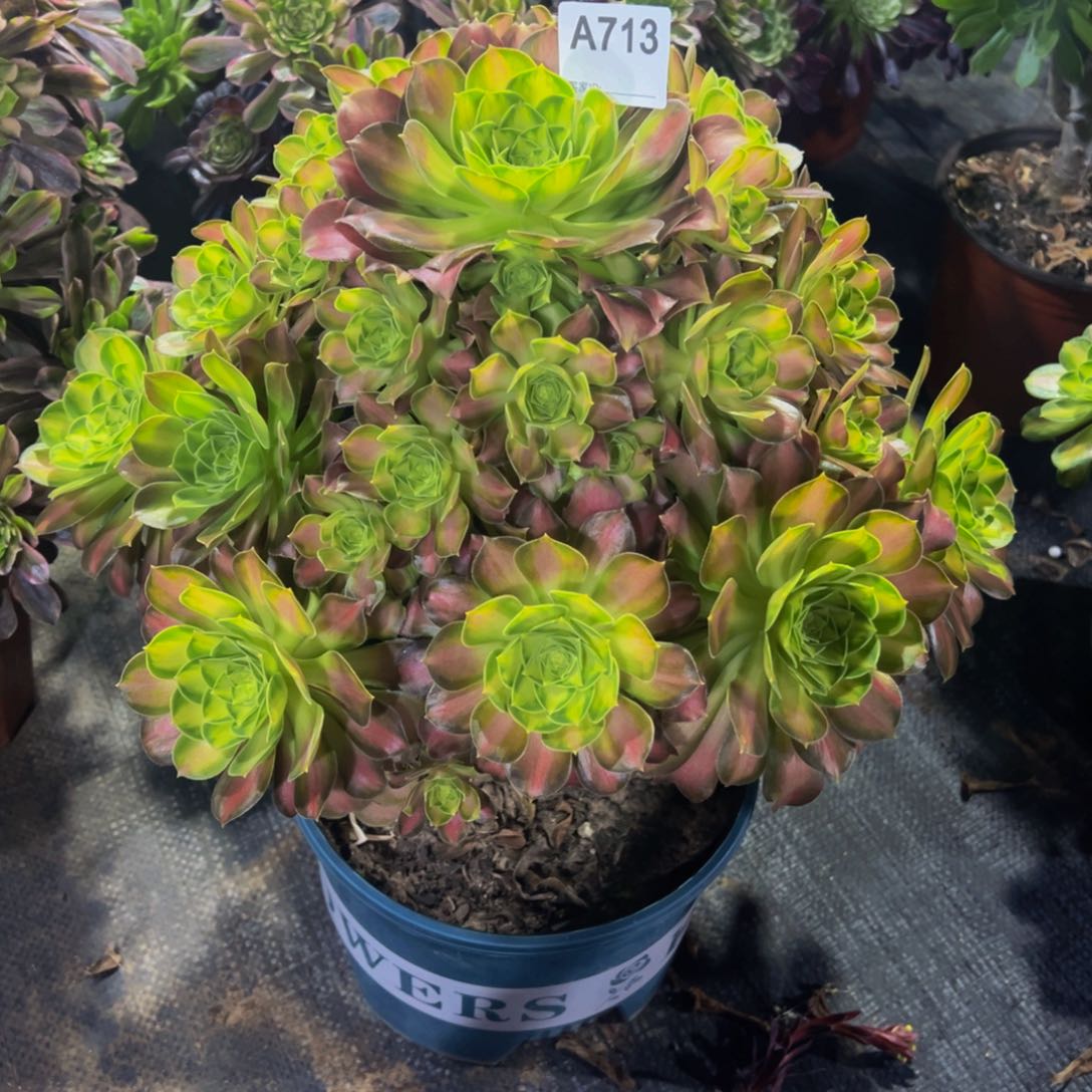 初*713韶华法师，多肉植物