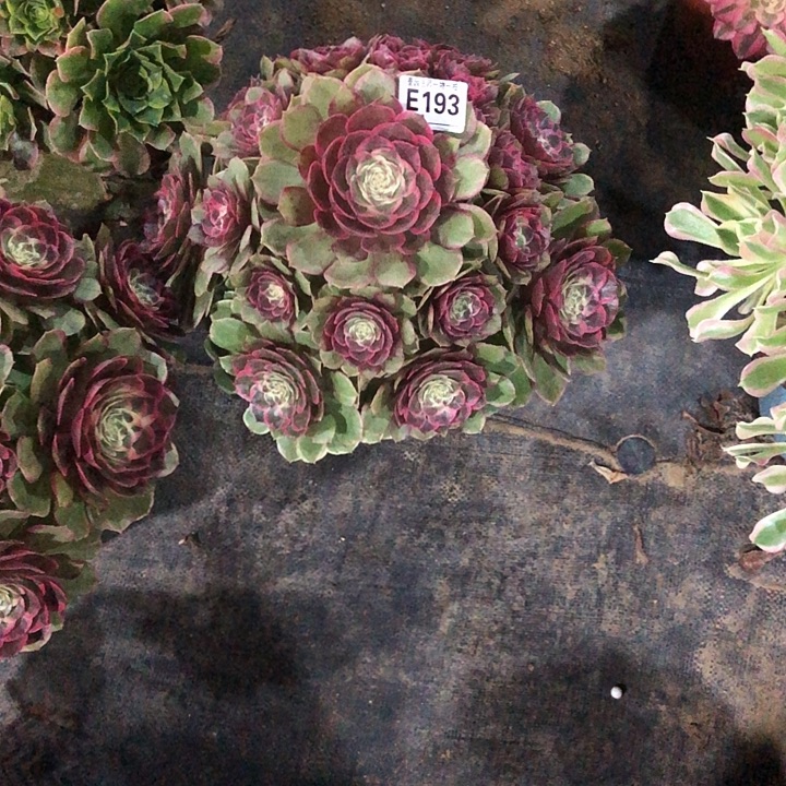 爱***艺粉花妖多肉19300000000