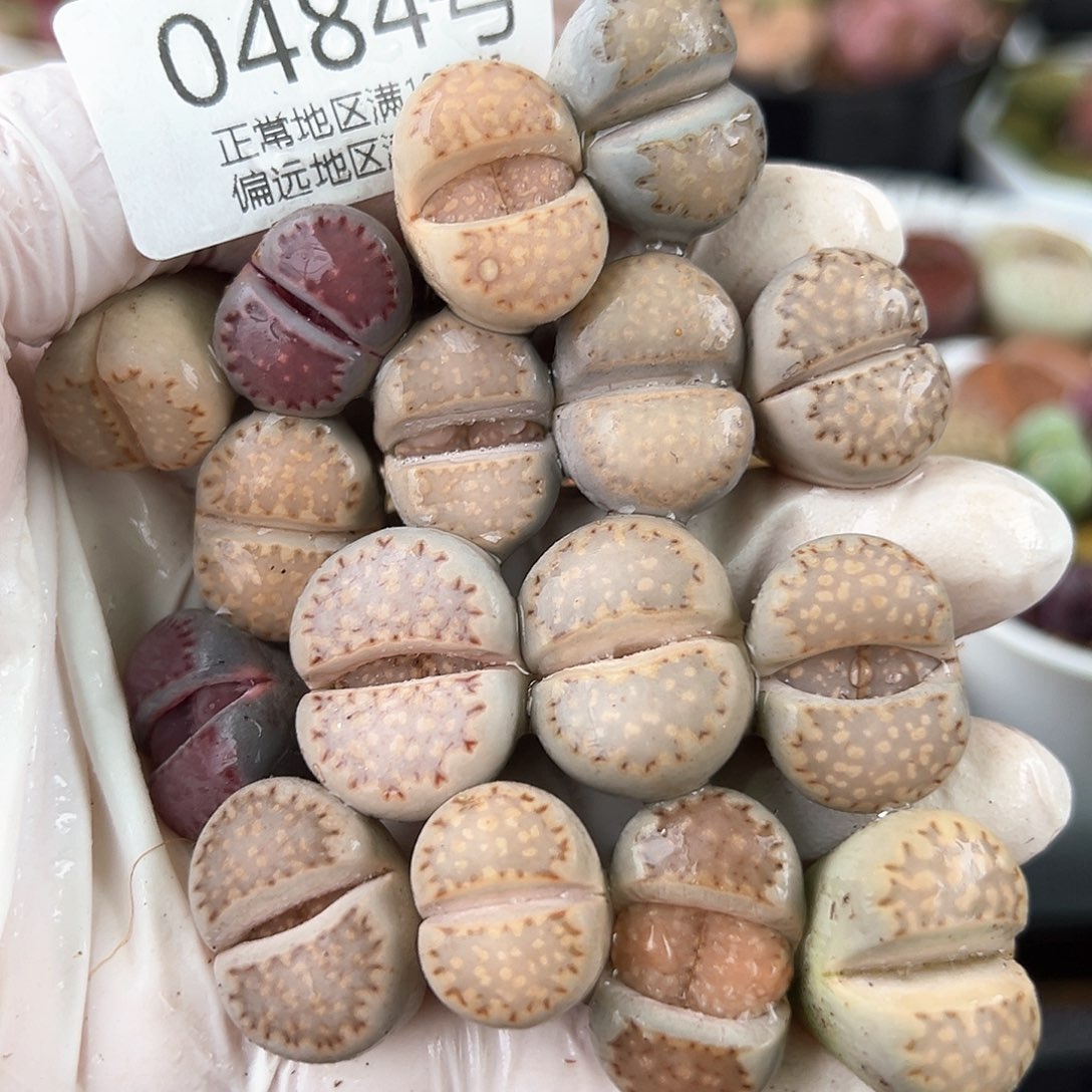 0484三年彩饼干16颗1.5-2cm