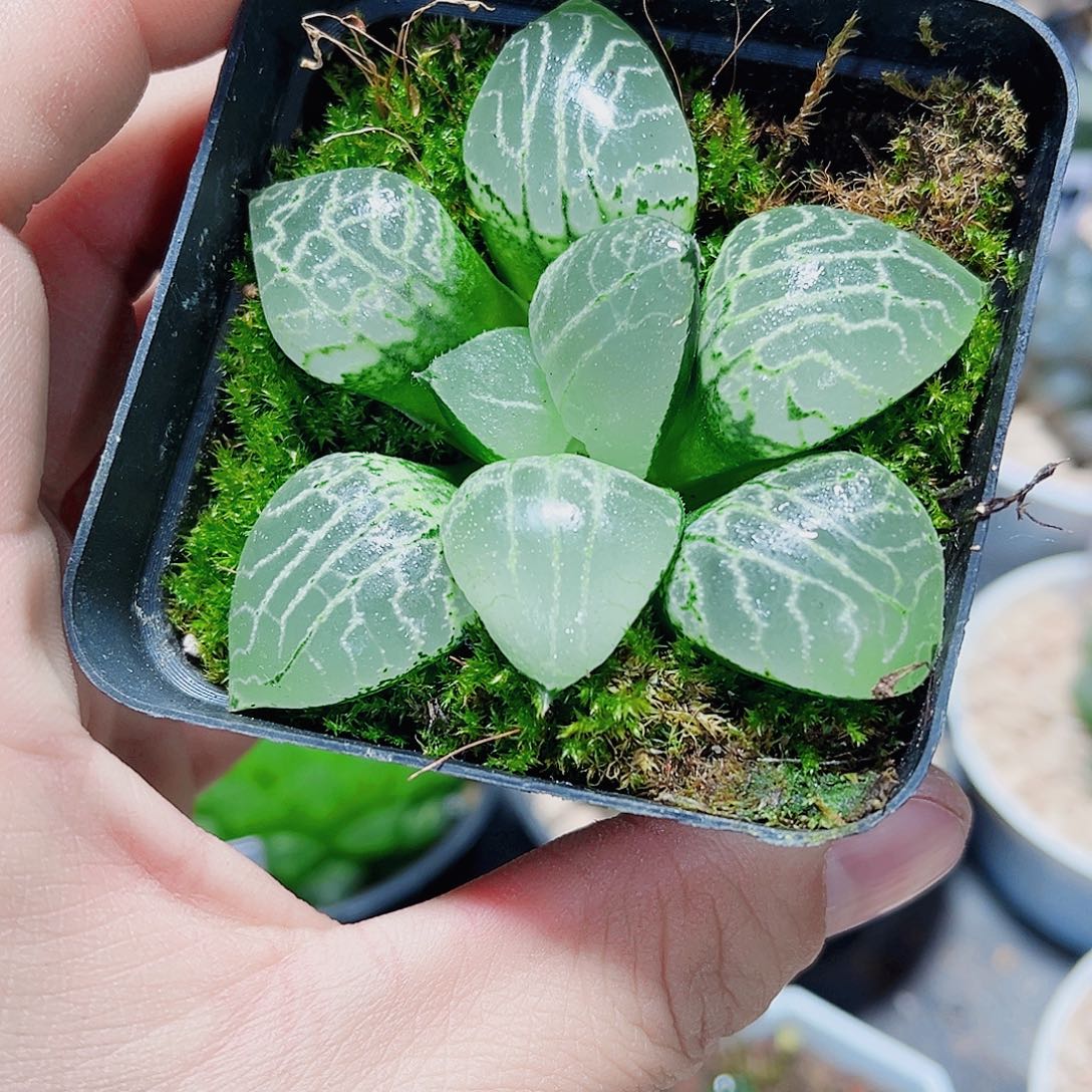 水晶康平新手好养