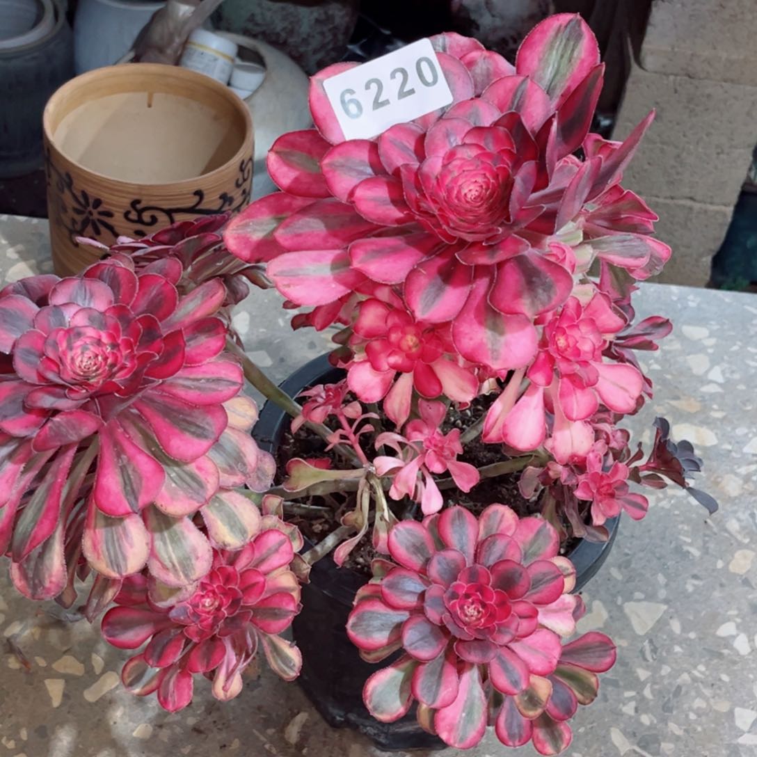 二**姨初恋多肉发货发货