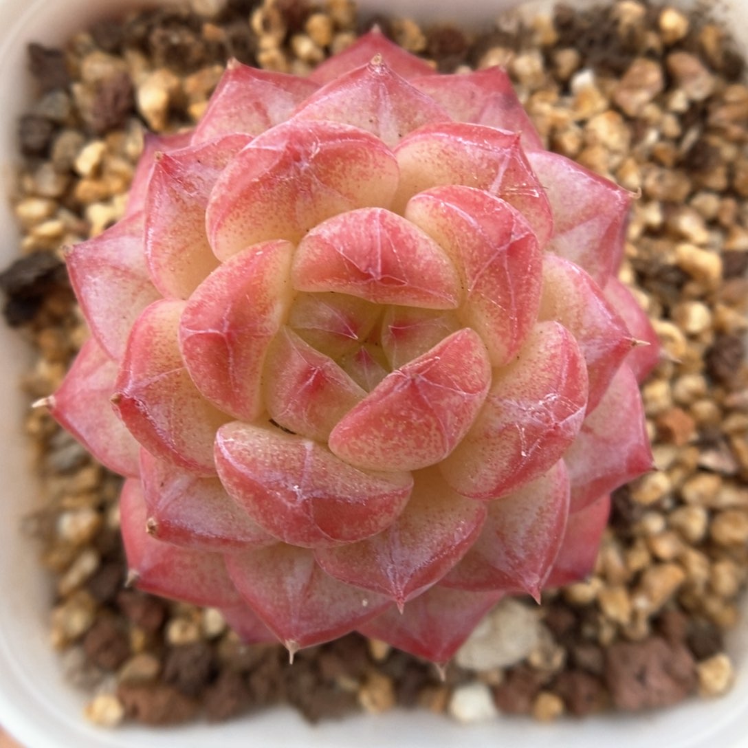 美心优选可拍4312号