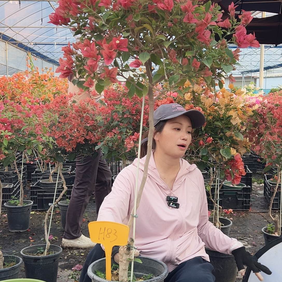 豆***️大部分花苞少量开放H83酒红