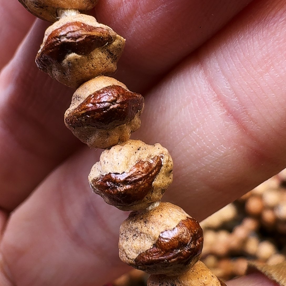 吊坠柏香籽/百香籽