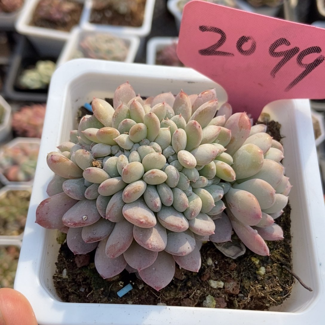 2099粉珍妮缀多肉植物保护