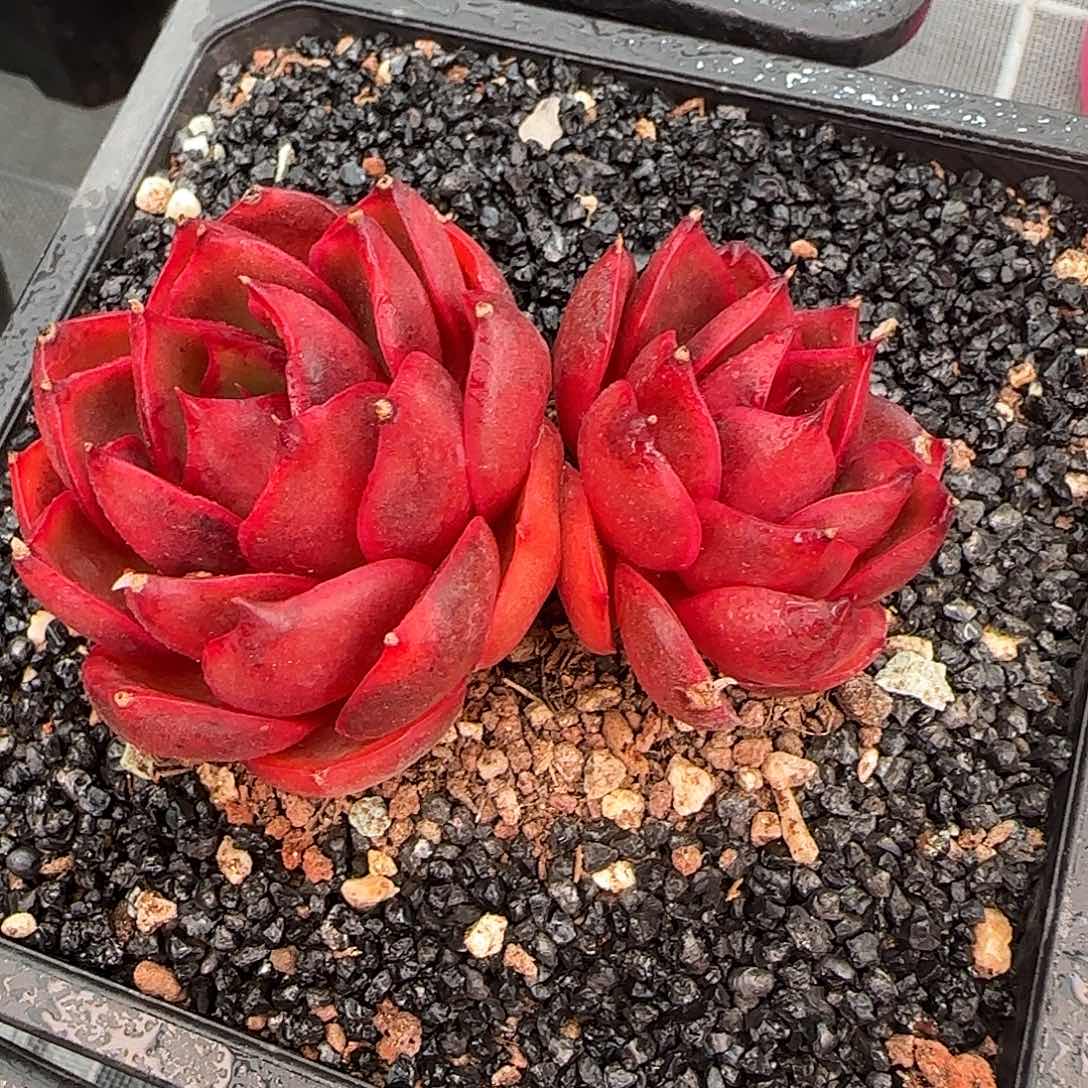 从前慢花园精选红灯双头