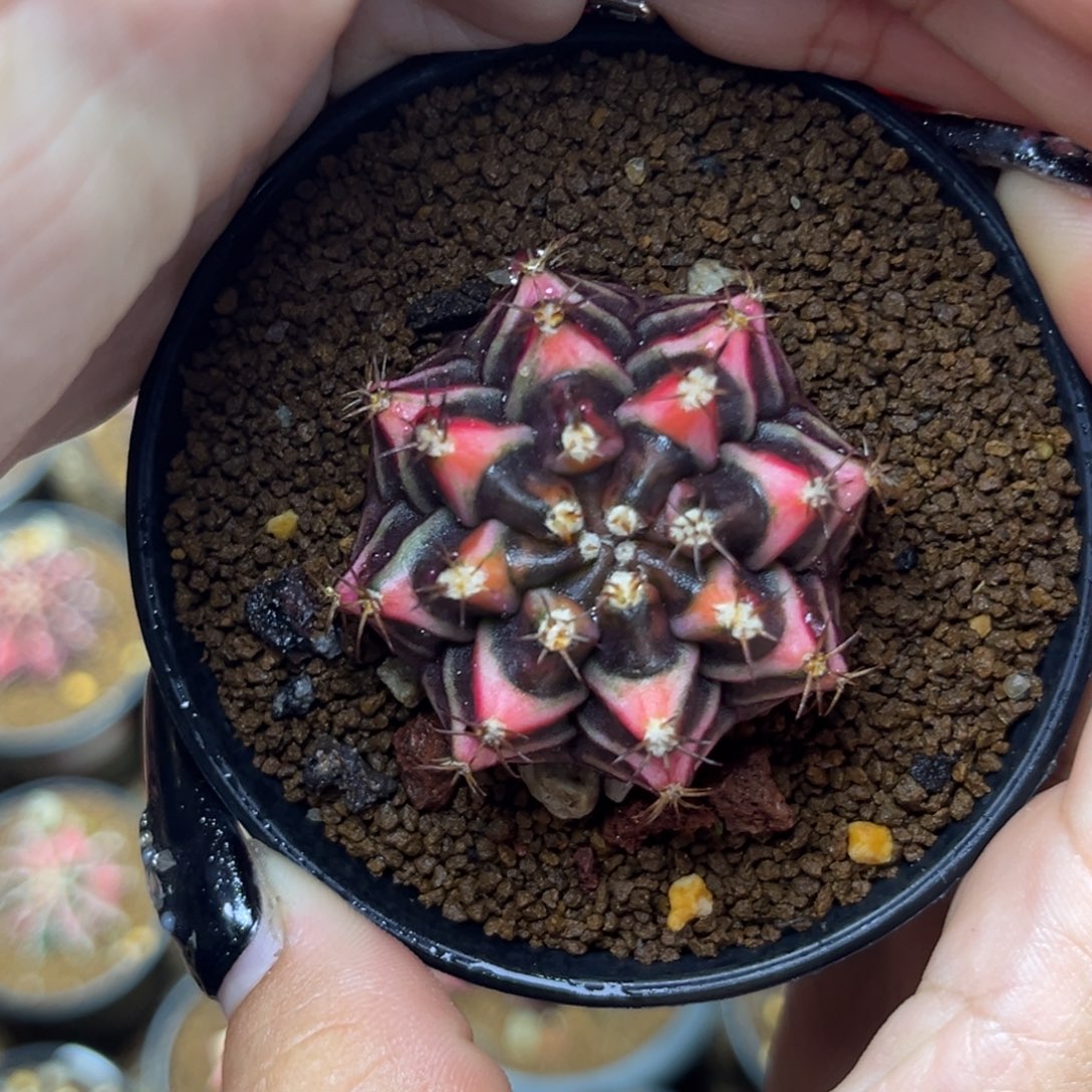 泰系黑粉米哈锦 带盆土发货