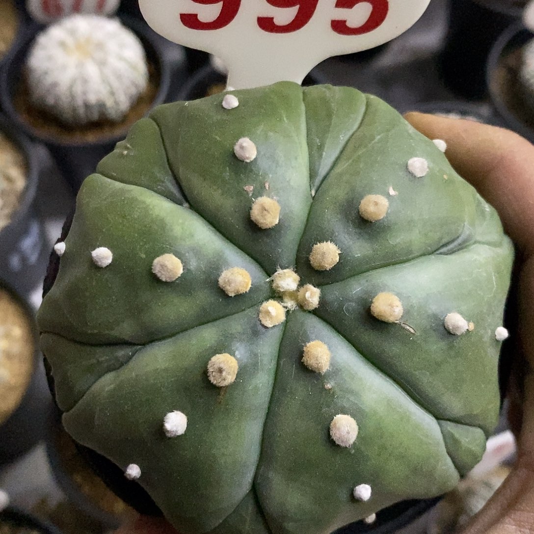 995福利哈哈哈哈哈