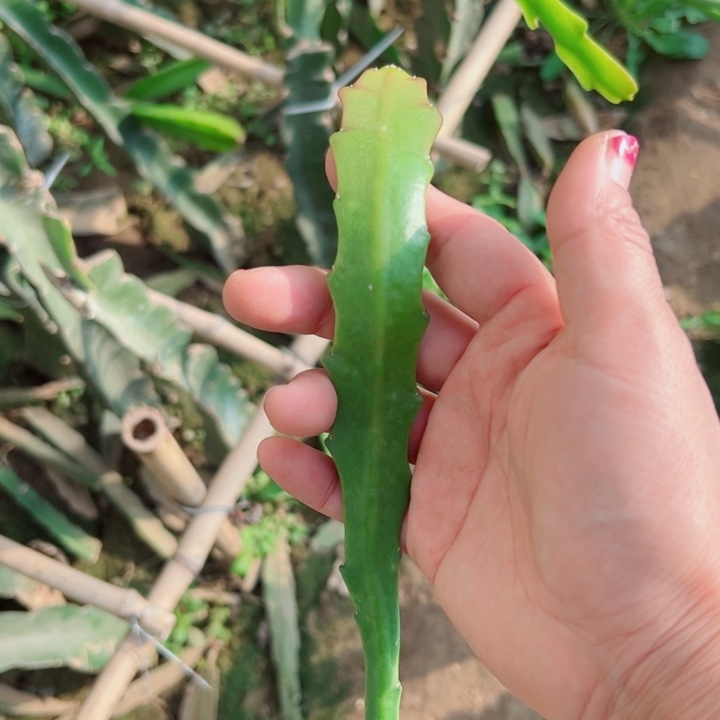 28令箭流苏无根叶片10公分左右20包邮