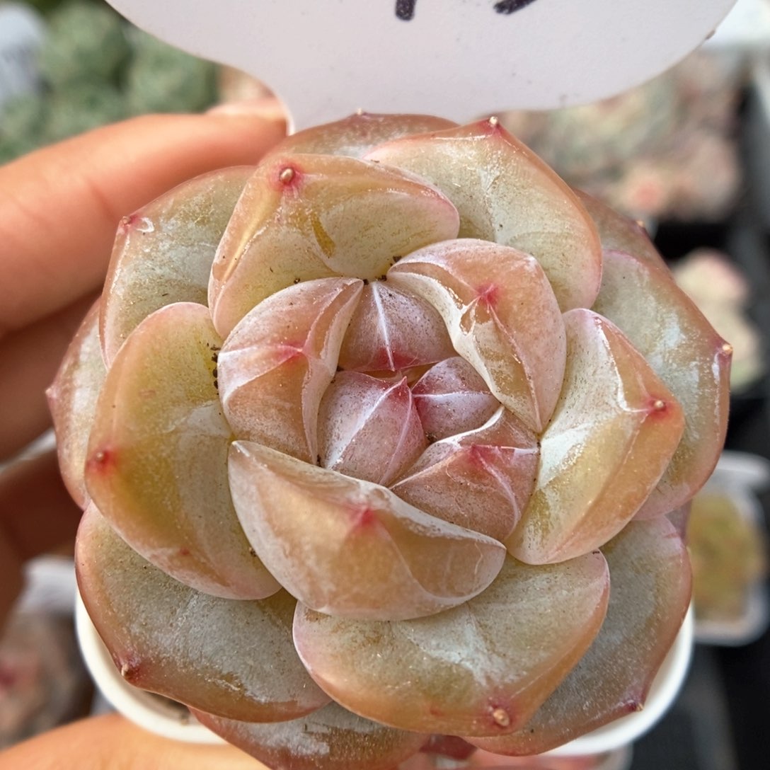 紫心星河可拍4763号。