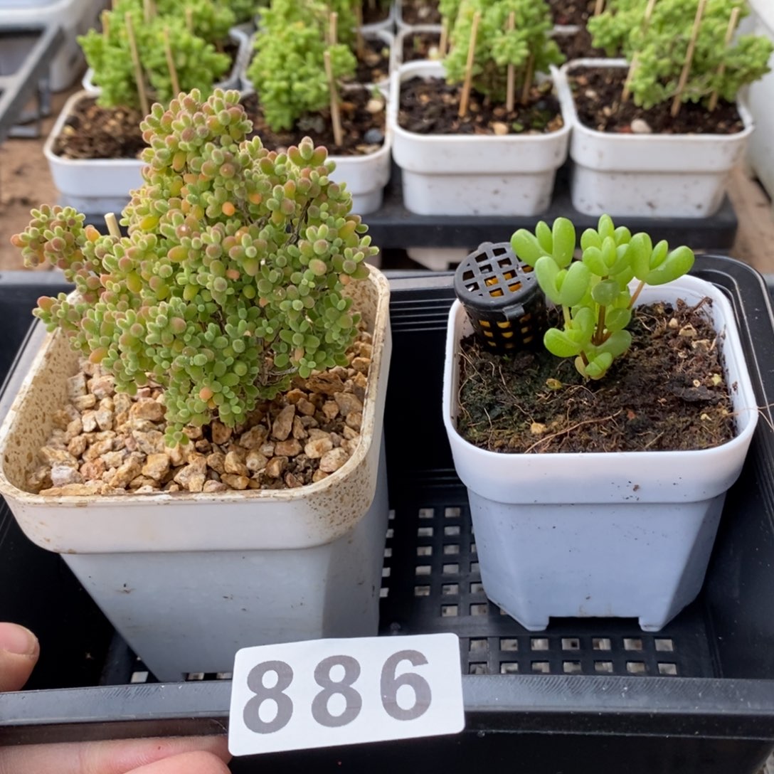 枝干番杏多肉植物886