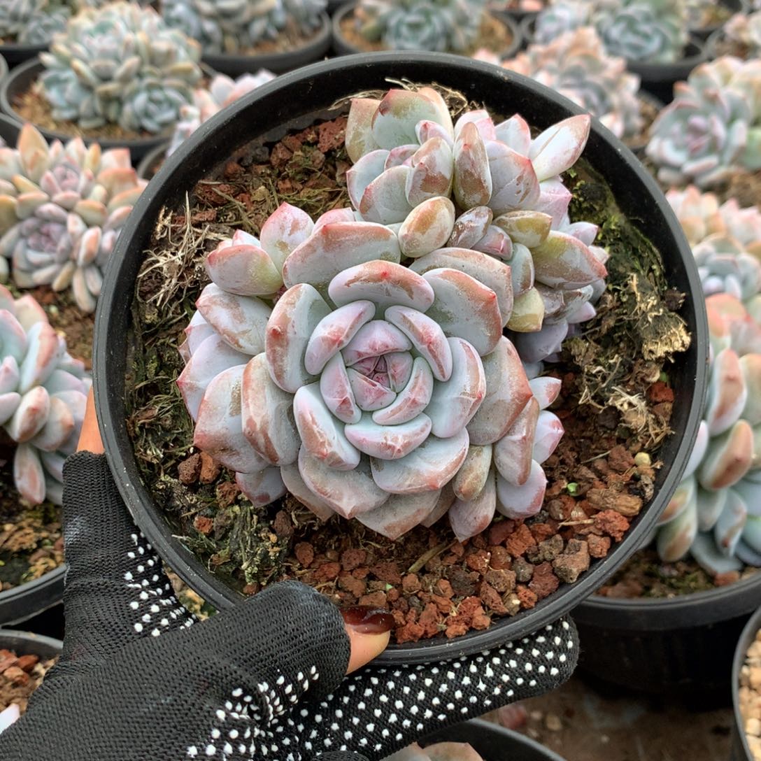 石榴籽多头无砍花花