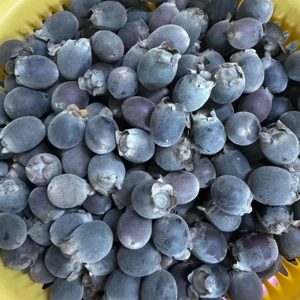 广西山捻子干果三蒸三晒桃金娘可泡酒泡茶煲汤