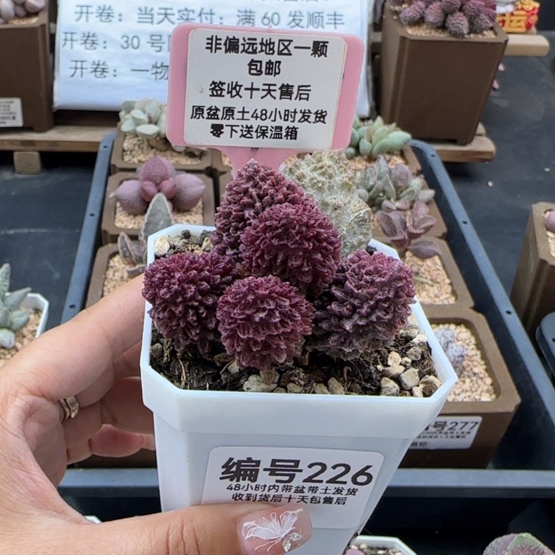 226。朱紫玉多肉植物