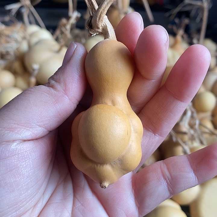 葫芦的颜色很好看