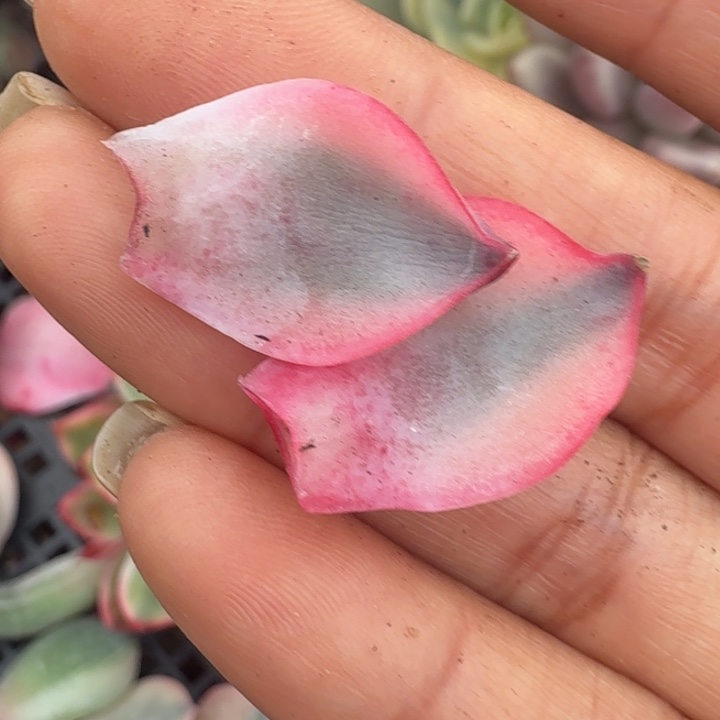 赫拉白腹轮锦一组叶片