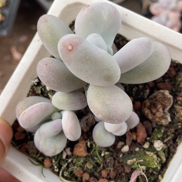 一物一拍油煎奶酪