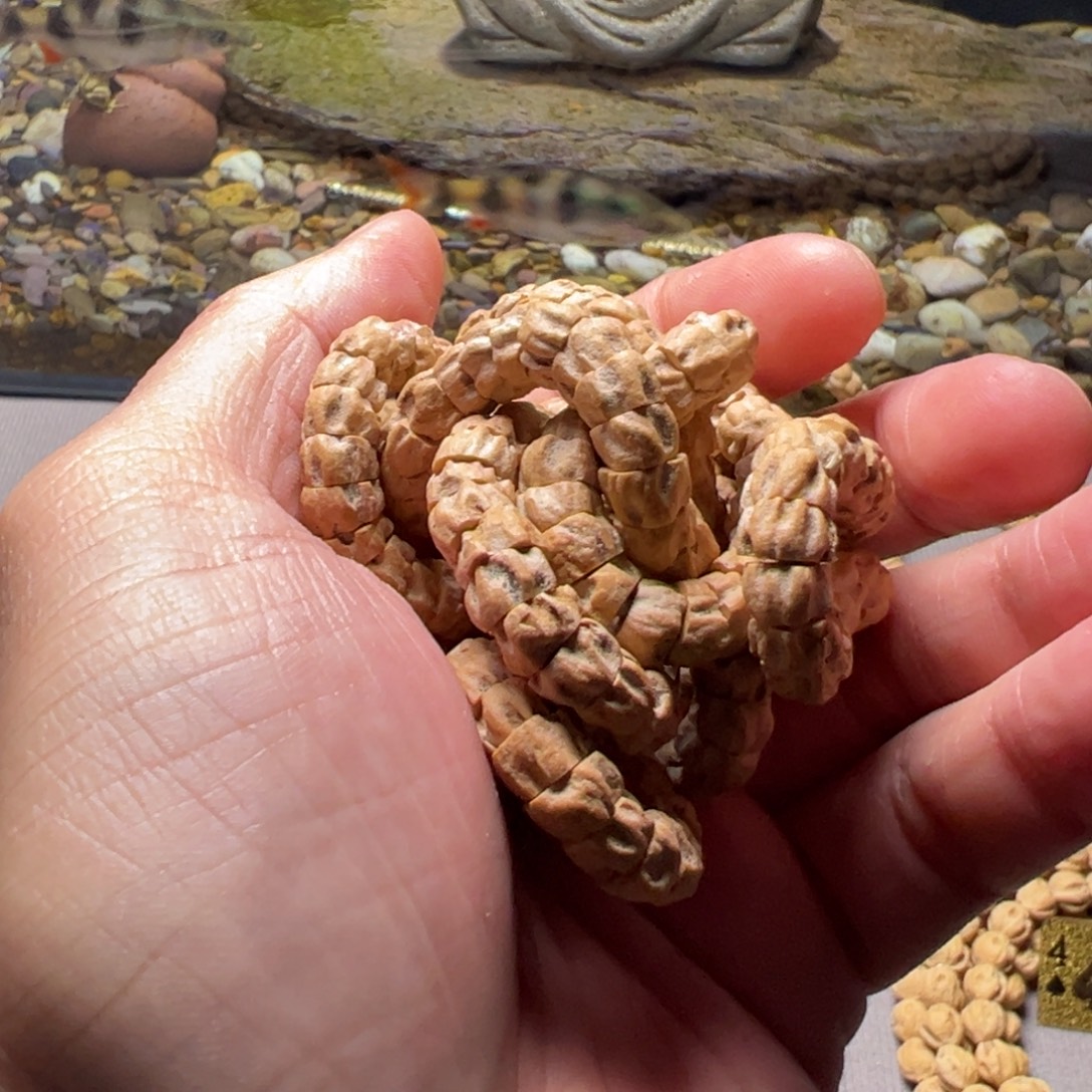 向***笑柏香籽/百香籽吊坠A7