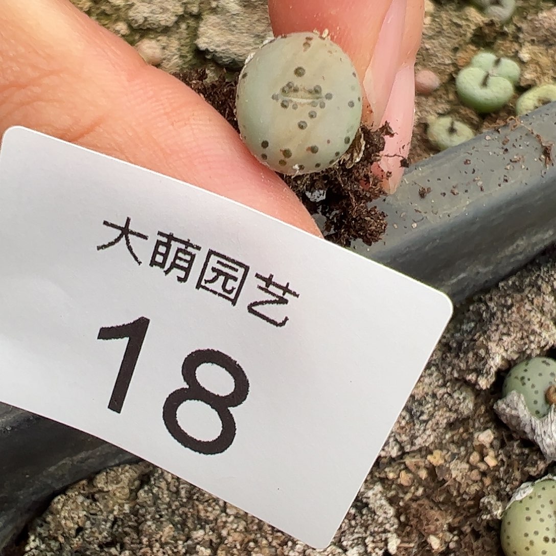 响***一物一拍。         18