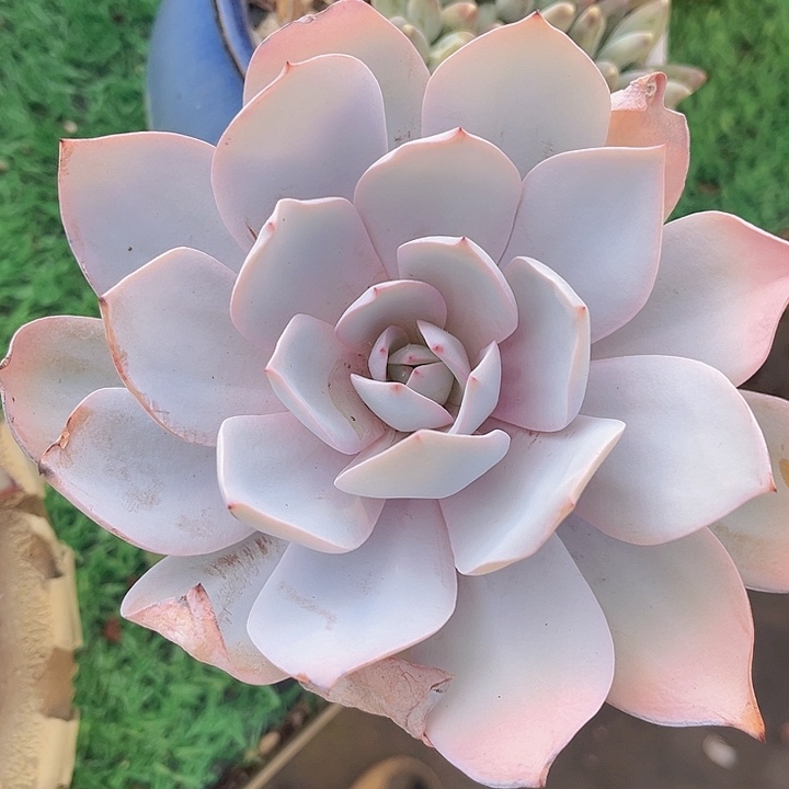 白莲08136多肉植物