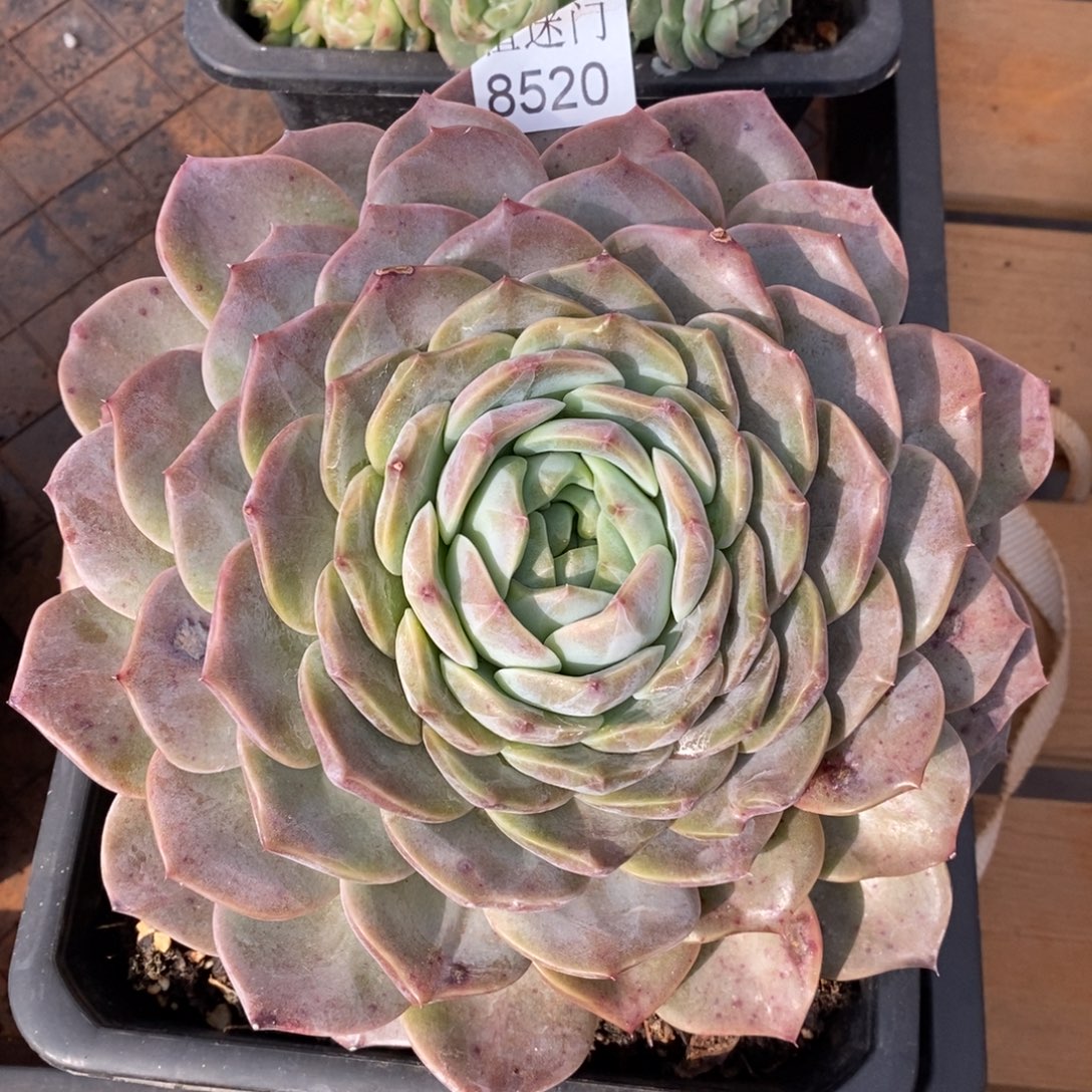 闪***星杂交精品多肉8520~16厘米