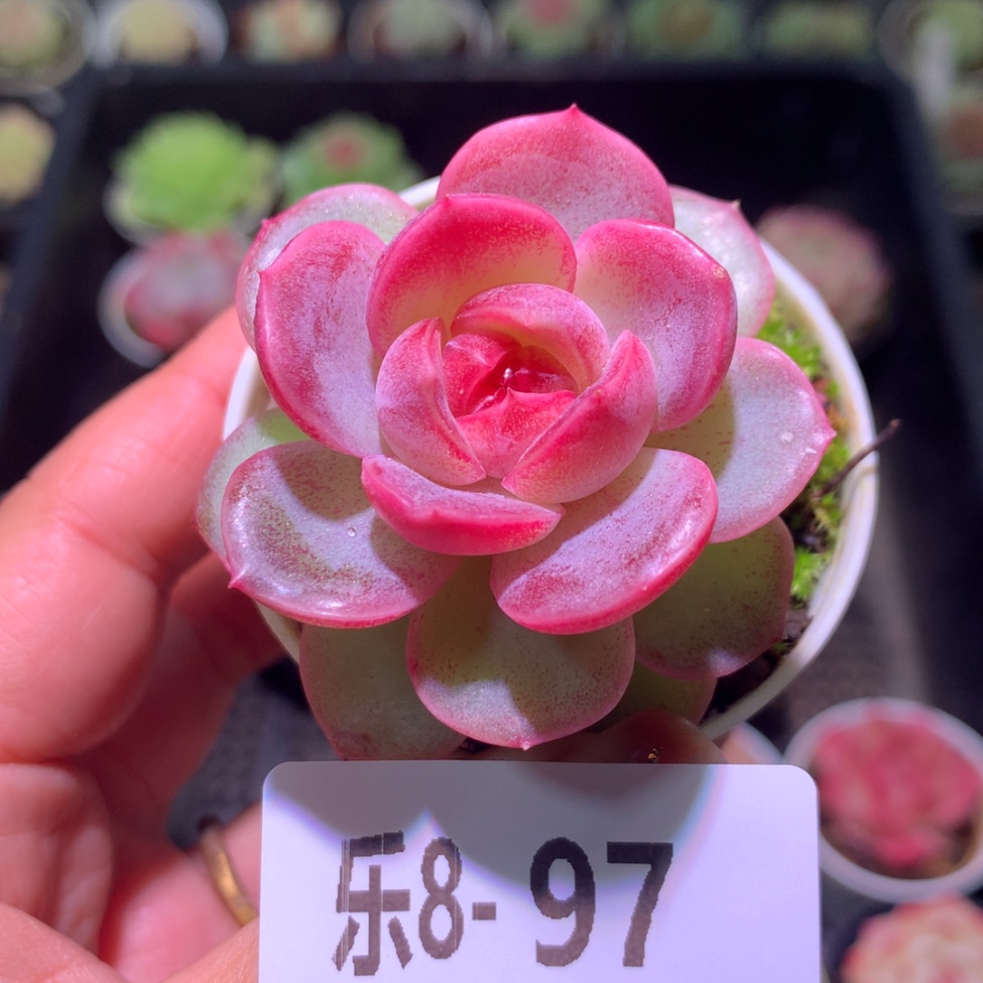 乐然 8-97 新品单头 