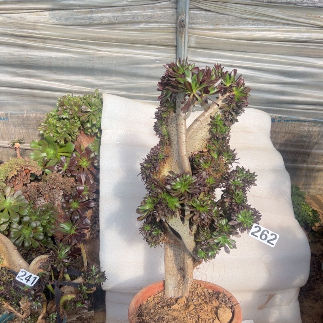 伤多妖翅膀262高度45厘米