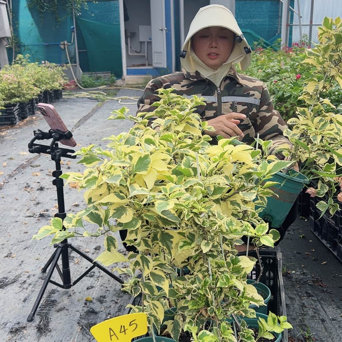 当前无花栽培后可以开花A45金边叶子一棵