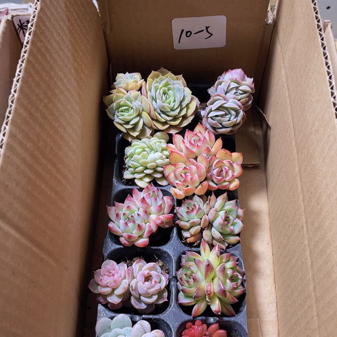 【闪购商品】10颗-5号